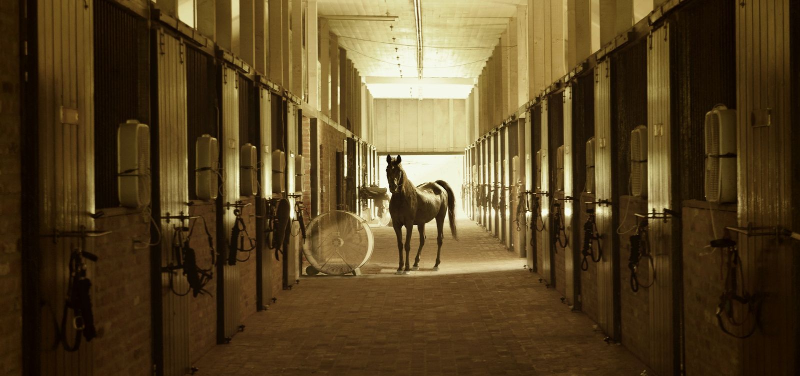 A quiet stable aisle at first light, a horse waiting calmly in its stall